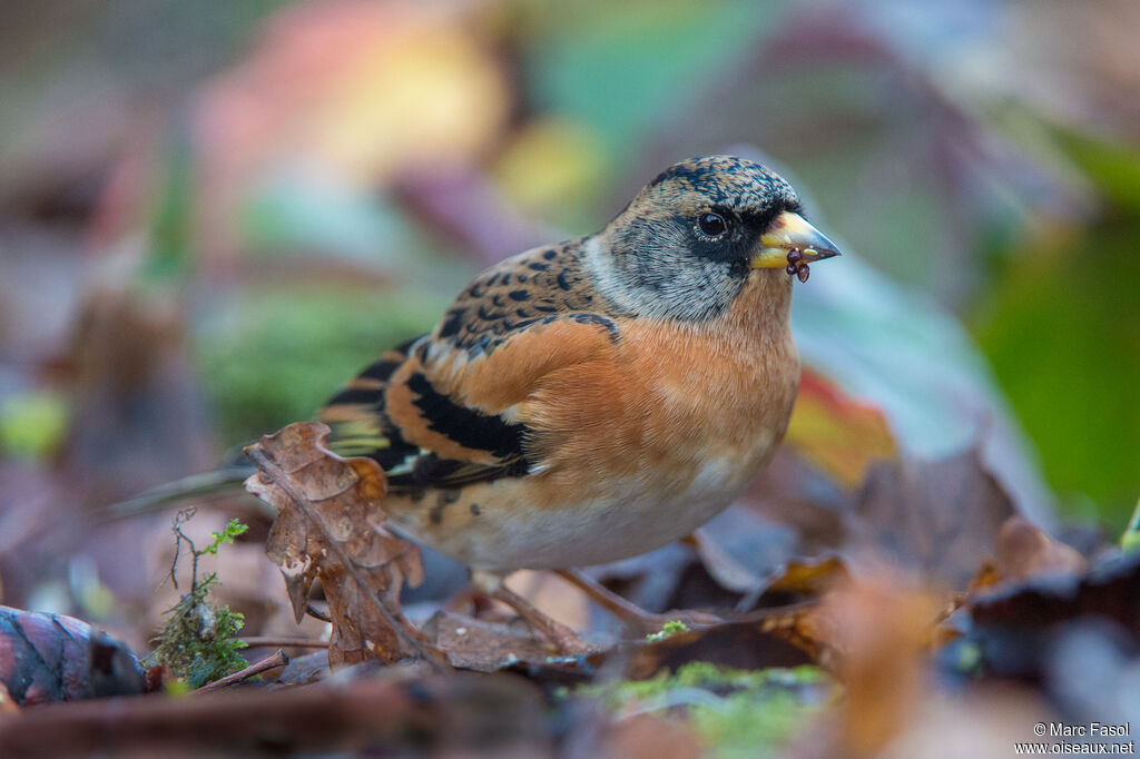 Brambling male adult post breeding, identification