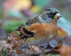 Brambling