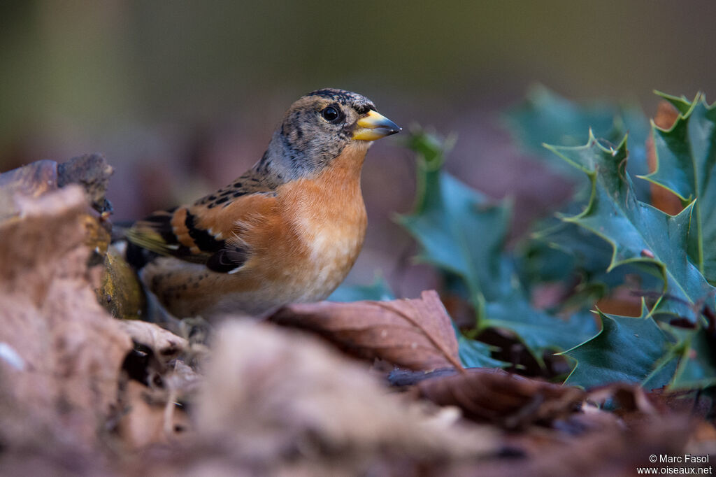 Brambling male adult post breeding