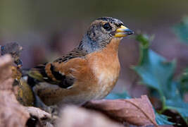 Brambling