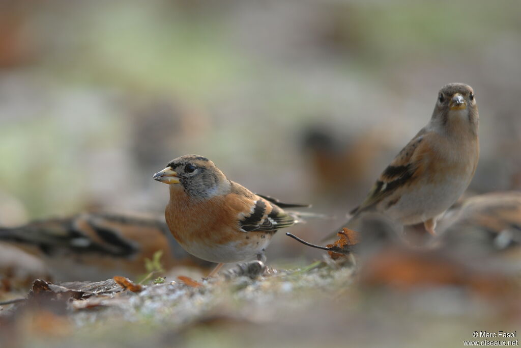 Bramblingadult post breeding, identification, feeding habits