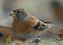 Brambling