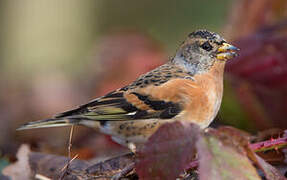 Brambling