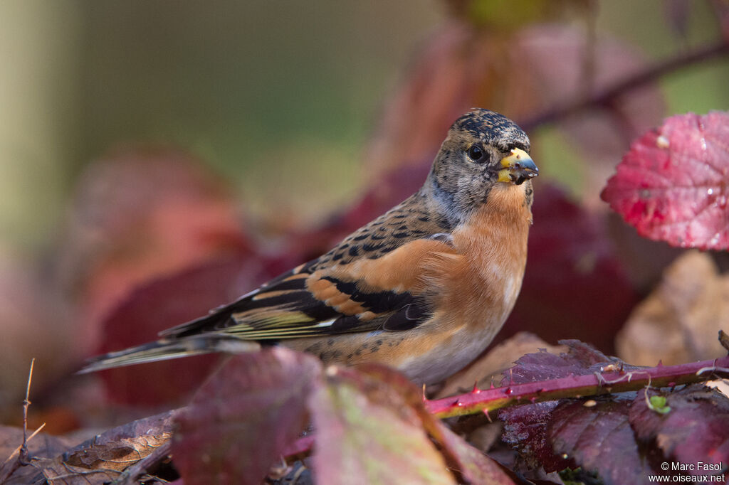 Brambling male adult