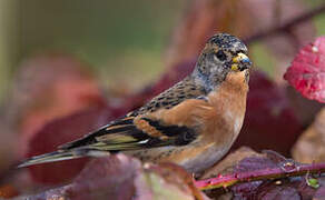 Brambling