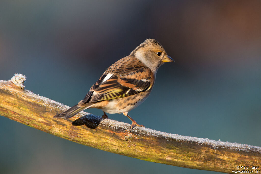 Brambling female adult