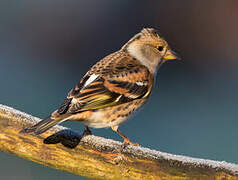 Brambling