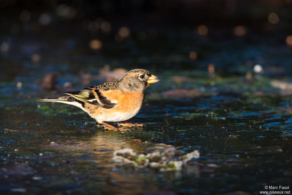 Brambling male adult, identification