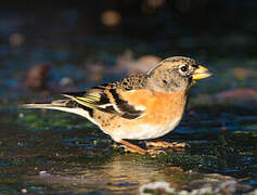 Brambling