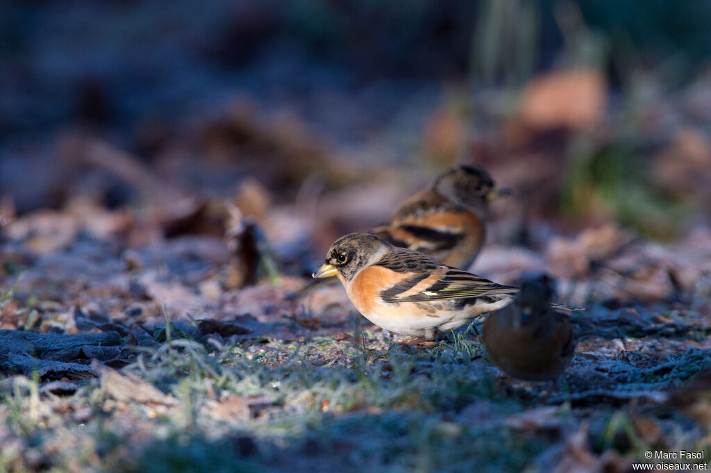 Brambling, eats