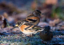 Brambling