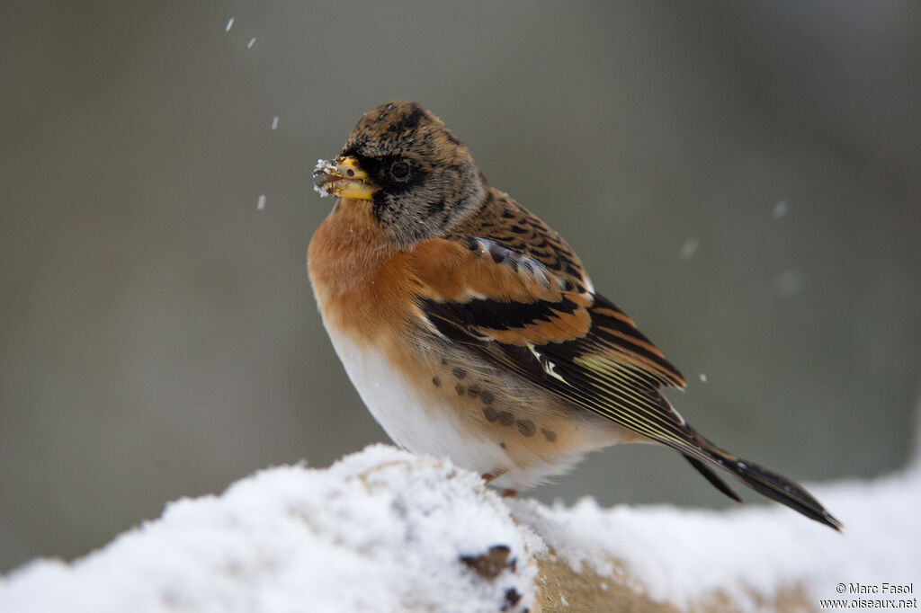 Brambling male adult, identification