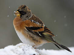 Brambling