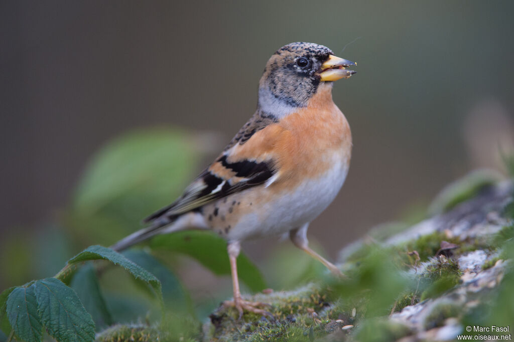 Brambling male adult, identification