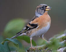 Brambling