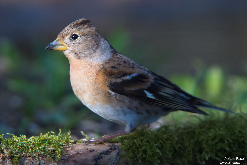 Brambling female adult, identification