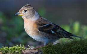 Brambling