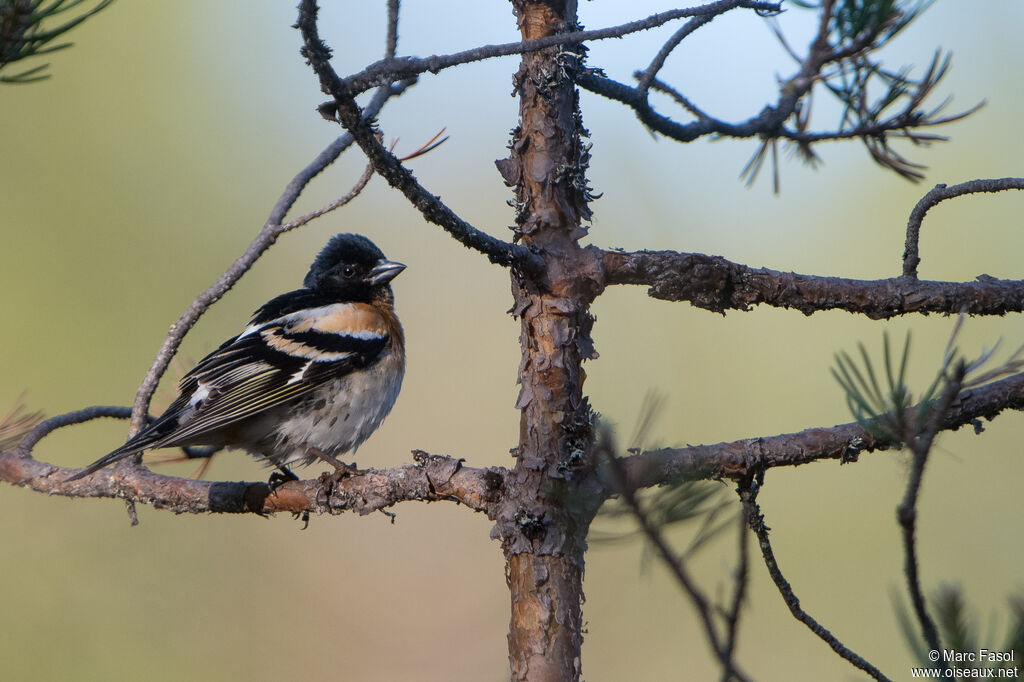 Pinson du Nord mâle adulte nuptial, identification