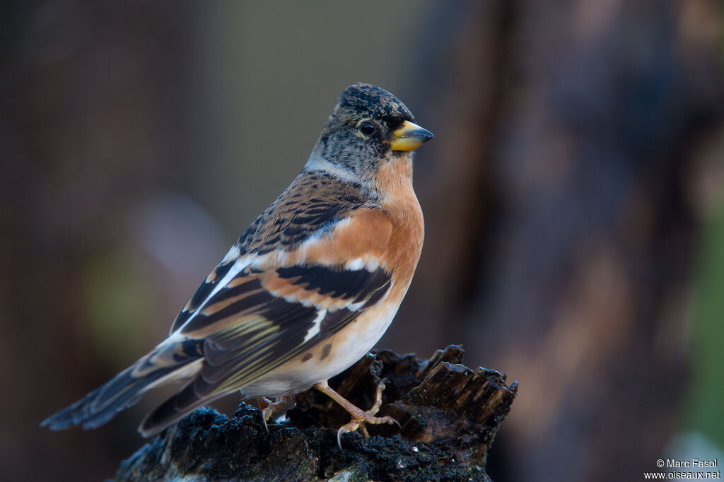 Brambling male adult, identification