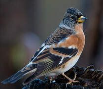 Brambling