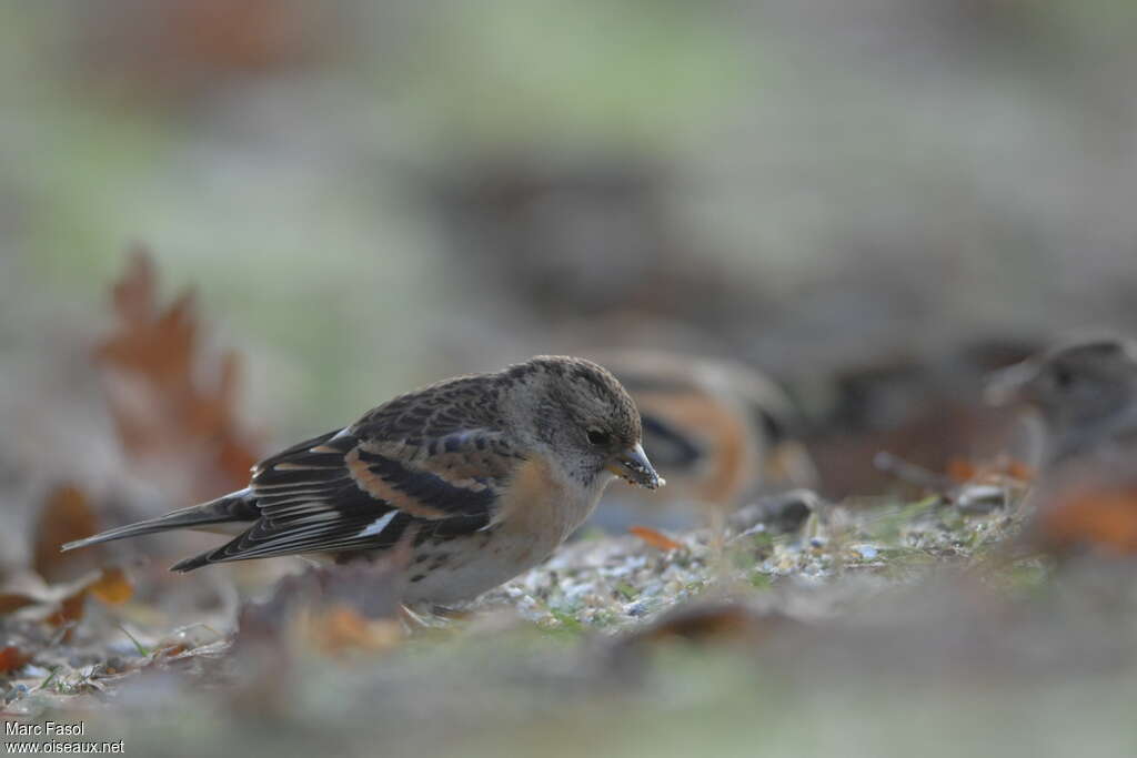 Brambling female First year, identification