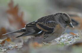 Brambling