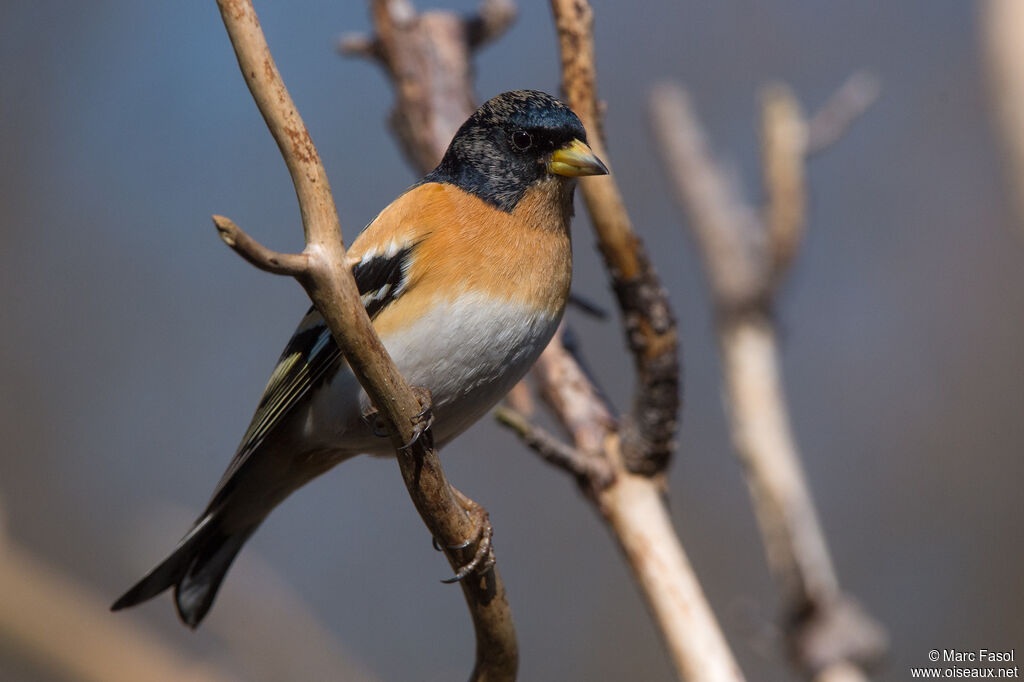 Brambling male adult breeding, identification