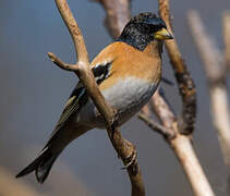 Brambling