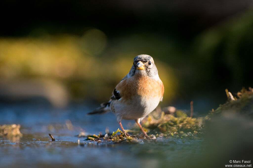 Brambling male adult post breeding, drinks