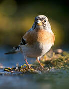 Brambling