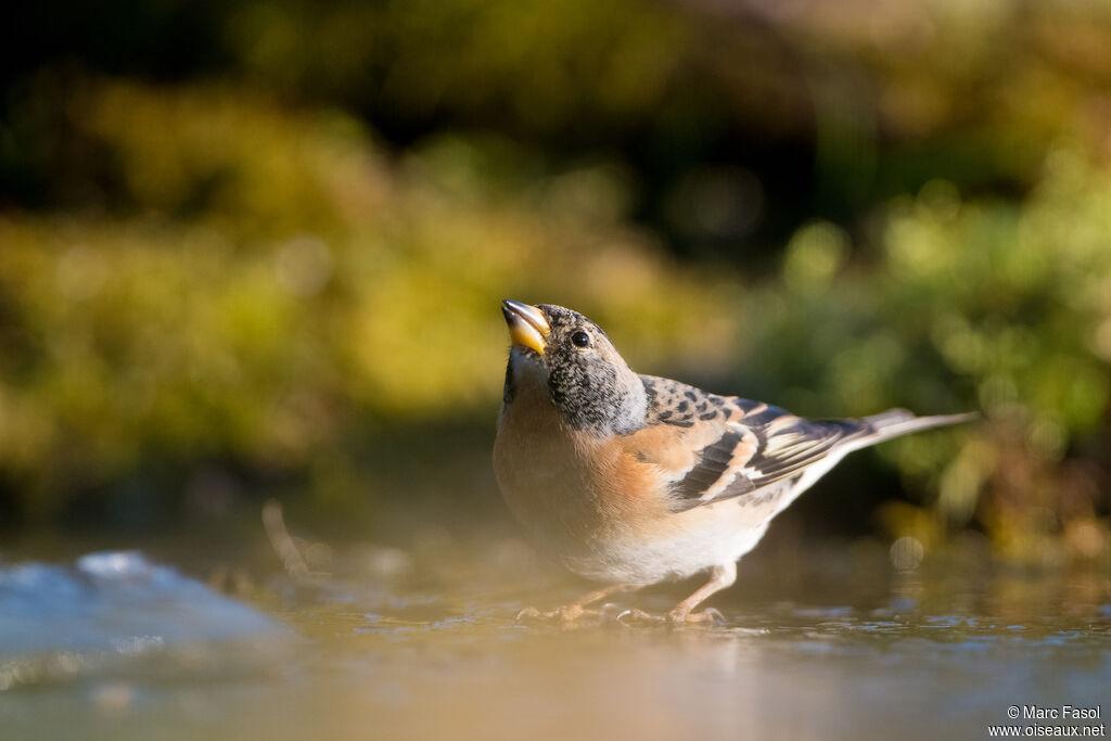 Brambling male adult post breeding, drinks