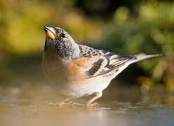 Brambling