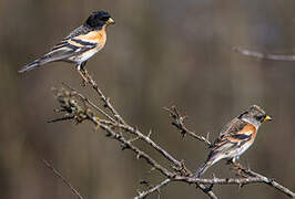 Brambling