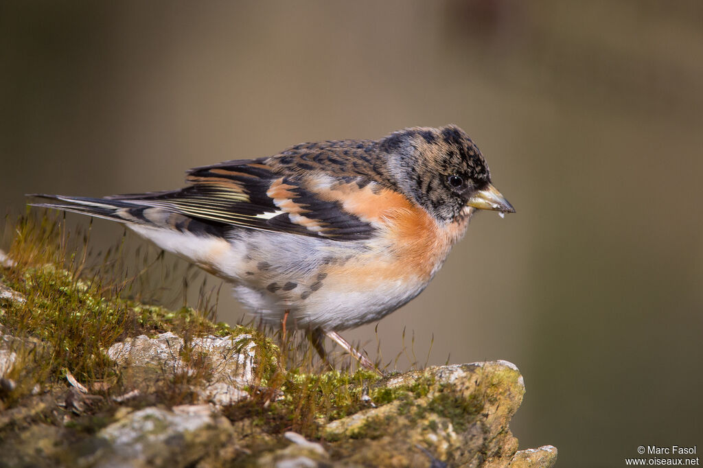 Brambling male adult transition