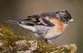 Brambling