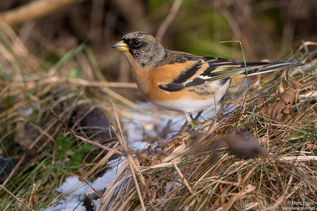 Brambling male adult post breeding, identification