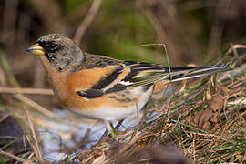 Brambling