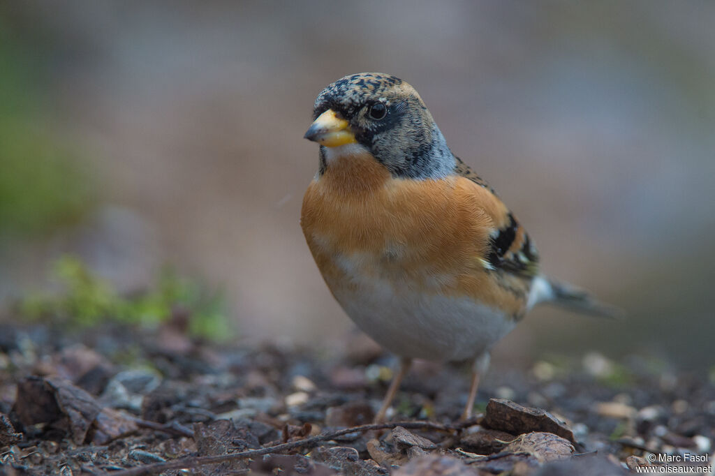 Brambling male adult post breeding, identification