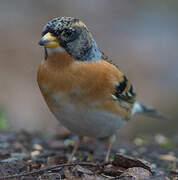 Brambling