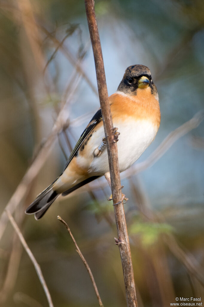 Brambling male adult, identification