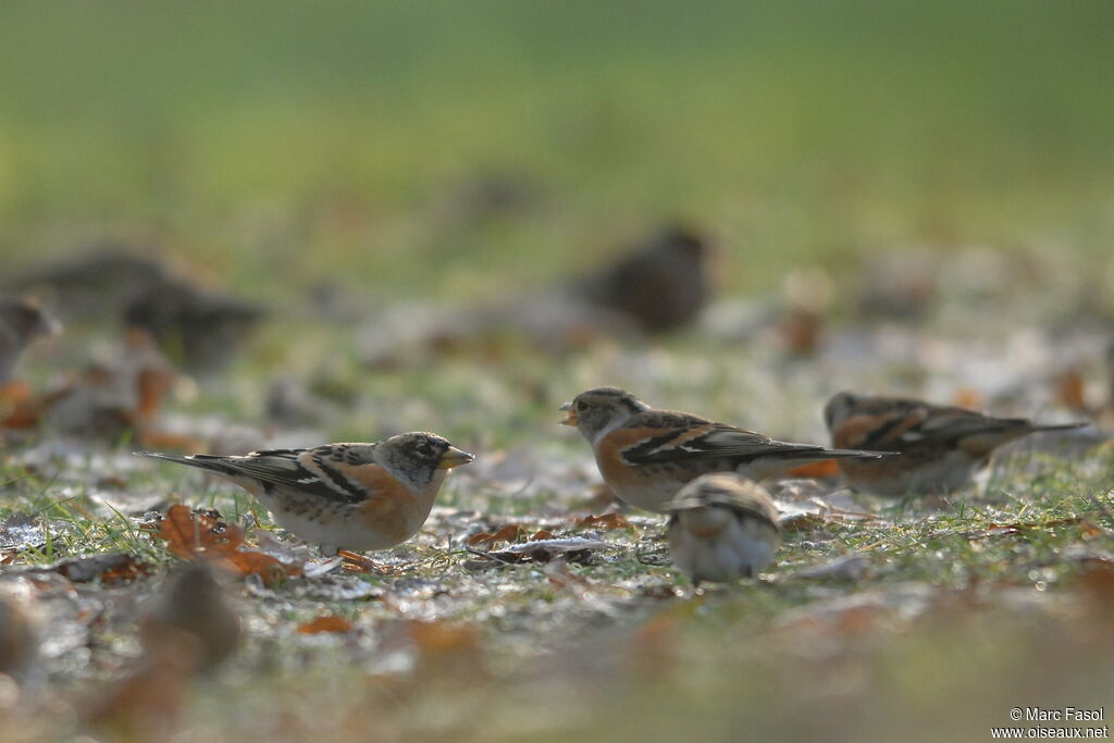 Brambling, feeding habits