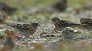 Brambling