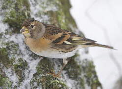 Brambling