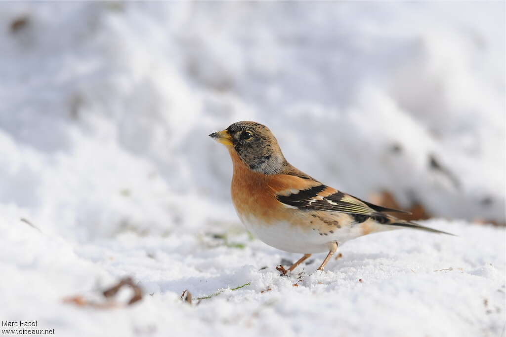 Pinson du Nord mâle adulte internuptial, identification