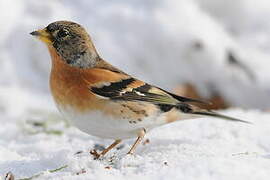 Brambling