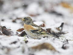 Brambling