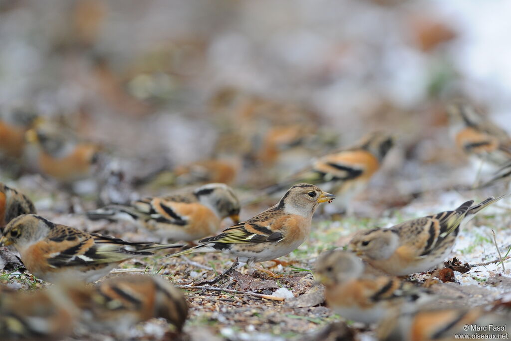 Brambling female, identification, feeding habits, Behaviour