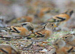 Brambling