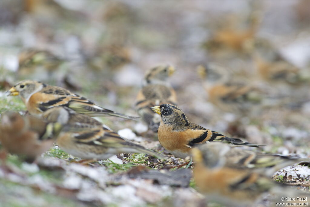 Brambling male, identification, feeding habits, Behaviour