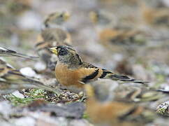 Brambling